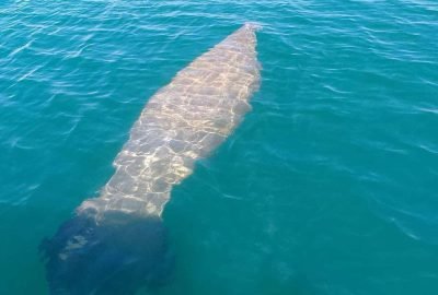 Manatee Spotted In Monkey River - Kmar Villas' Tours
