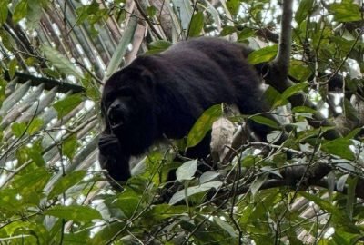 Howler Monkey Spotted In Monkey River - Kmar Villas' Tours